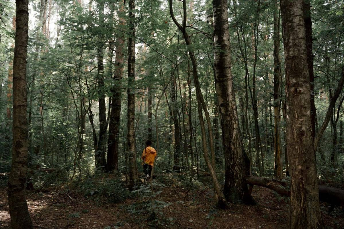 5 Manfaat Pohon bagi Keseimbangan Ekosistem Hutan, Sangat Penting!