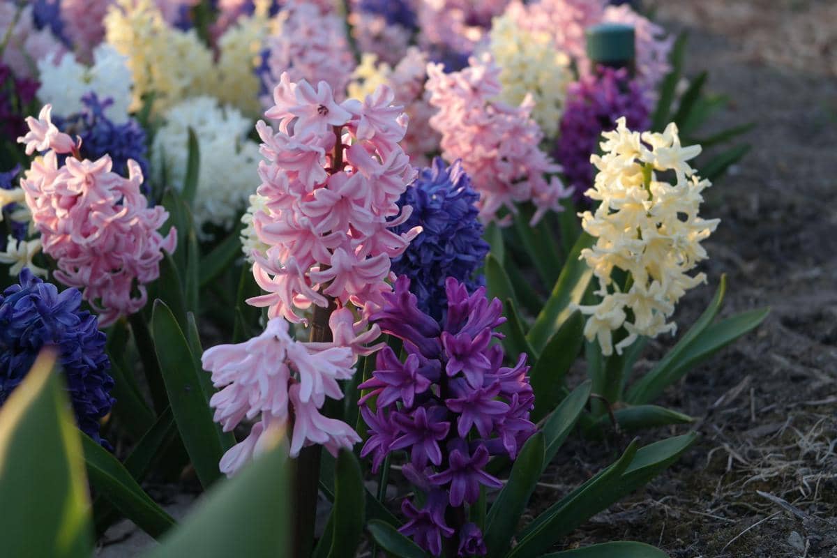 tanaman hyacinths