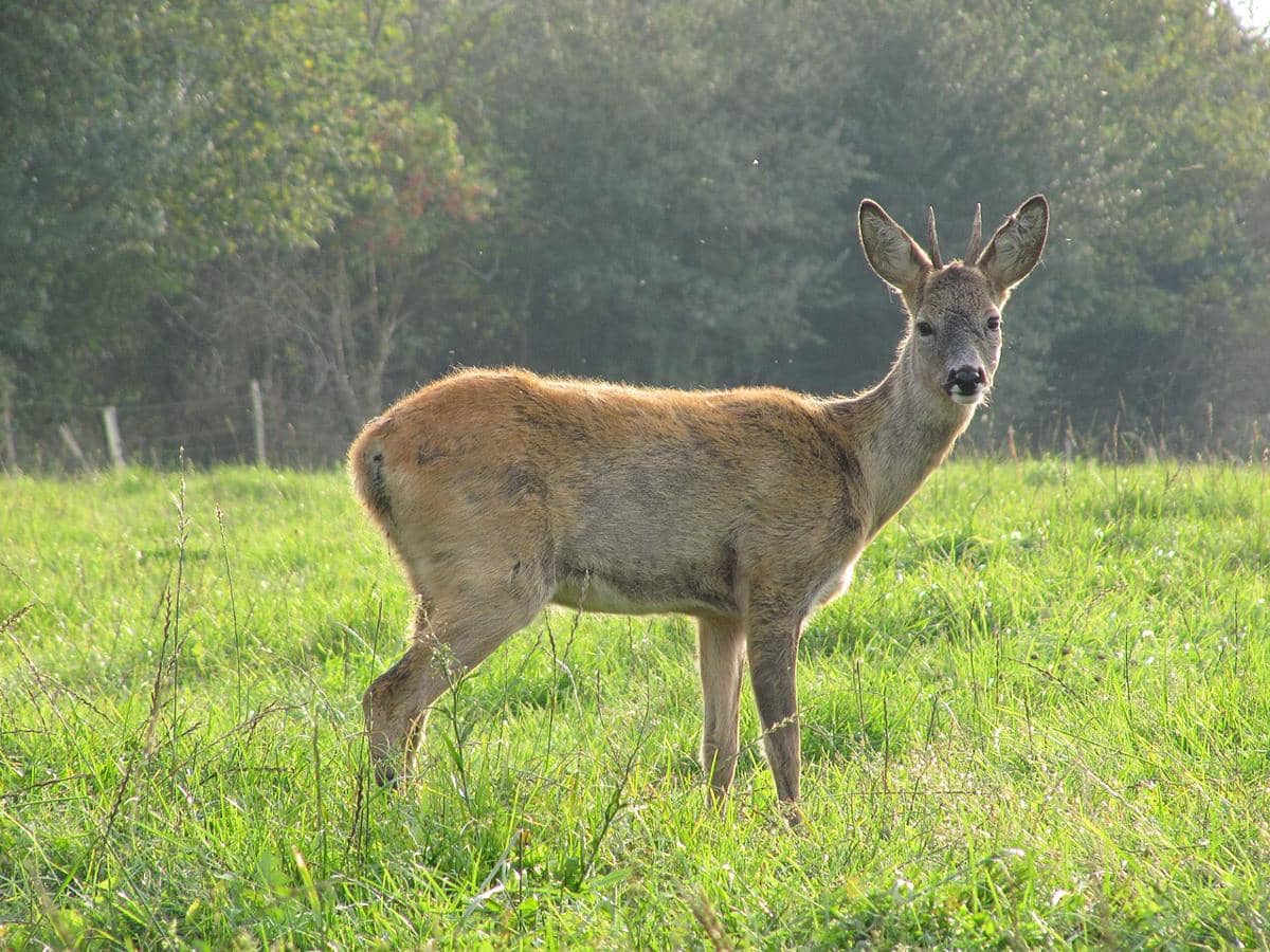 Rusa roe