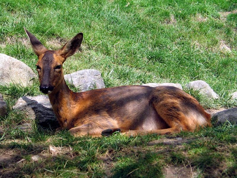 Rusa roe