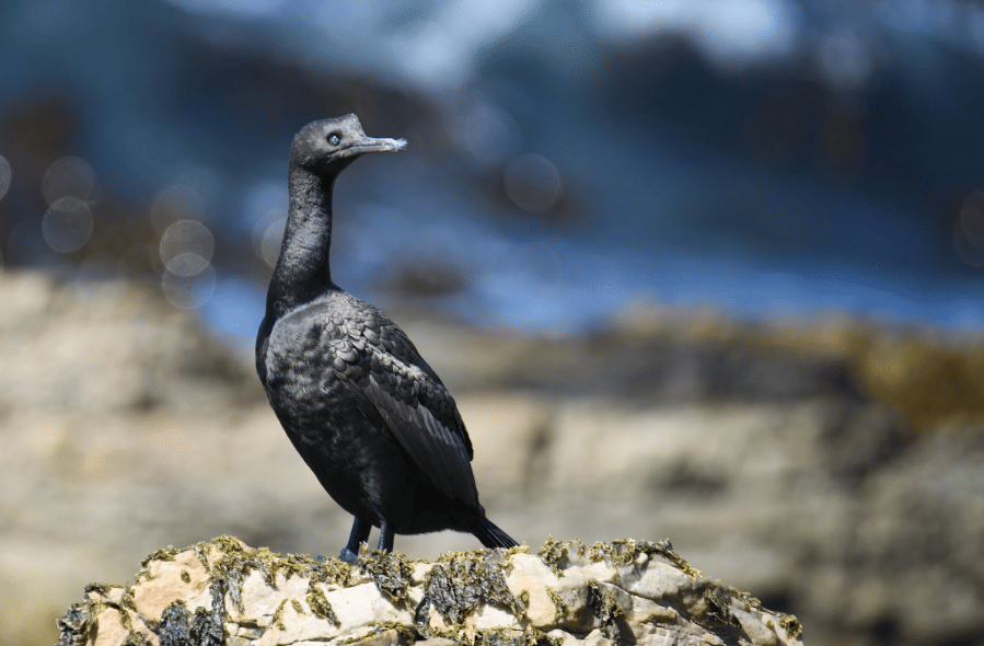 5 Fakta Bank Cormorant, Burung Pesisir dengan Adaptasi Luar Biasa