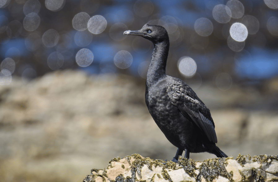 bank cormorant