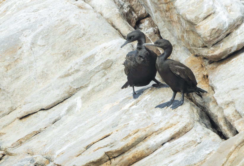 bank cormorant
