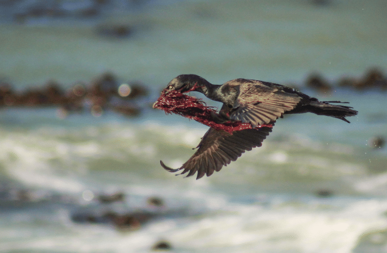 bank cormorant