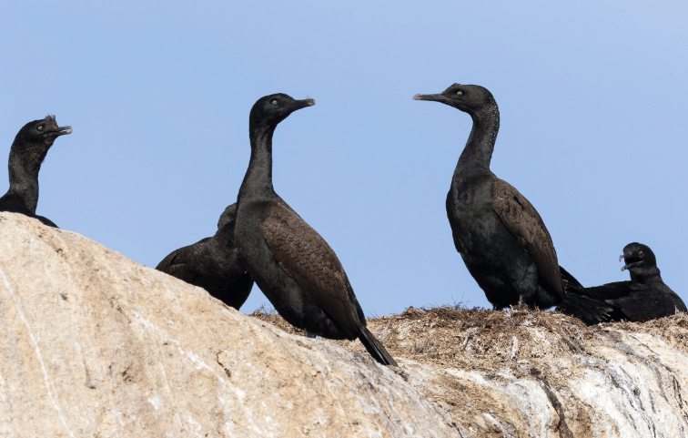 bank cormorant