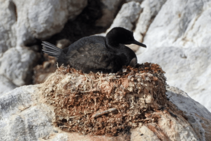 bank cormorant