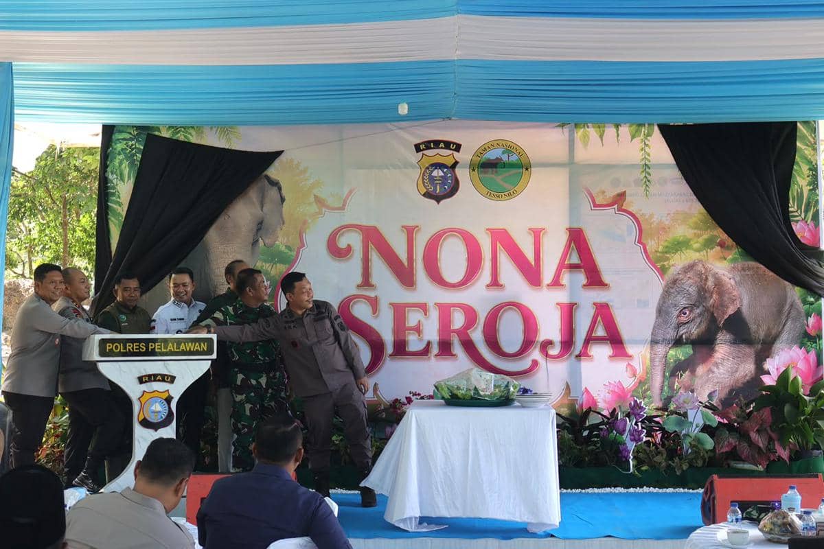 Anak Gajah Sumatra Lahir di TN Tesso Nilo, Diberi Nama Nona Seroja