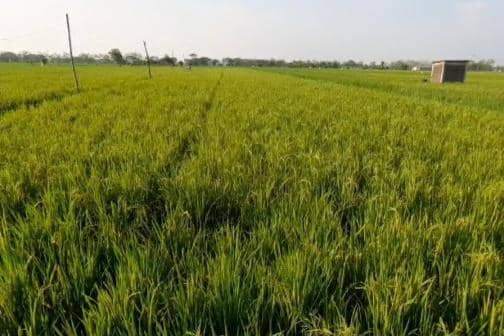 Jelang Panen, Hama Tikus dan Wereng Mulai Merebak di Magetan