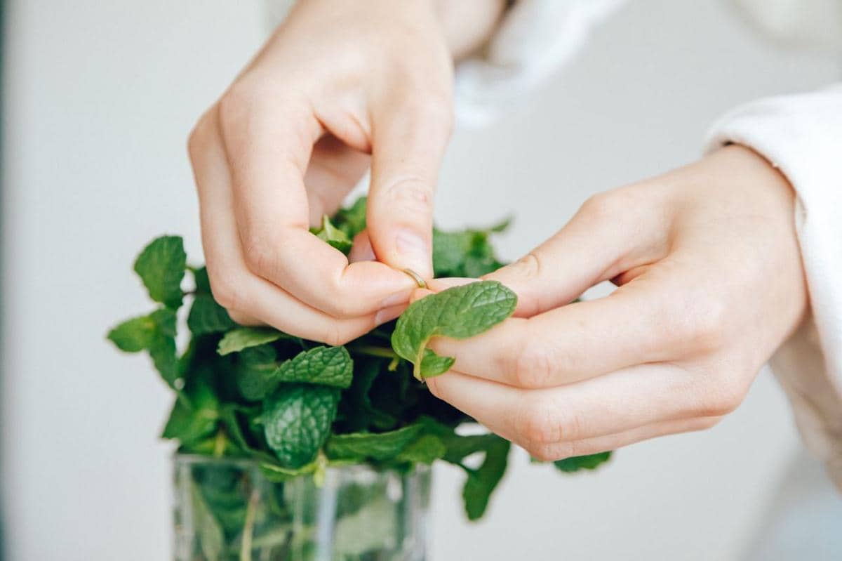 Menanam Daun Mint di Gelas Bekas, Mudah dan Bisa Dipanen untuk Minuman