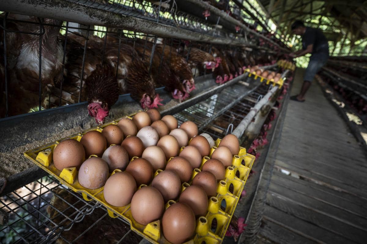 Peternak memanen telur ayam ras di sentra peternakan ayam petelur Desa Kalisidi, Ungaran Barat, Kabupaten Semarang, Jawa Tengah. (ANTARA FOT