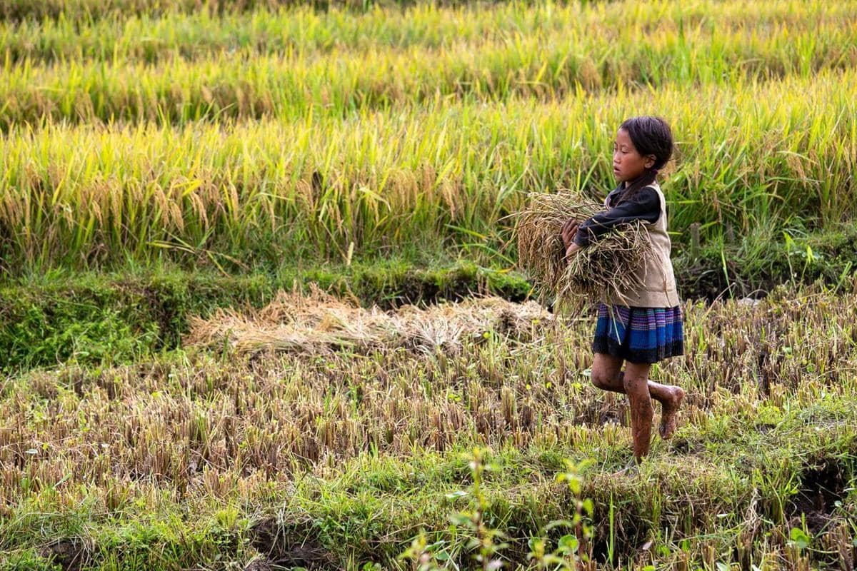 anak di sawah