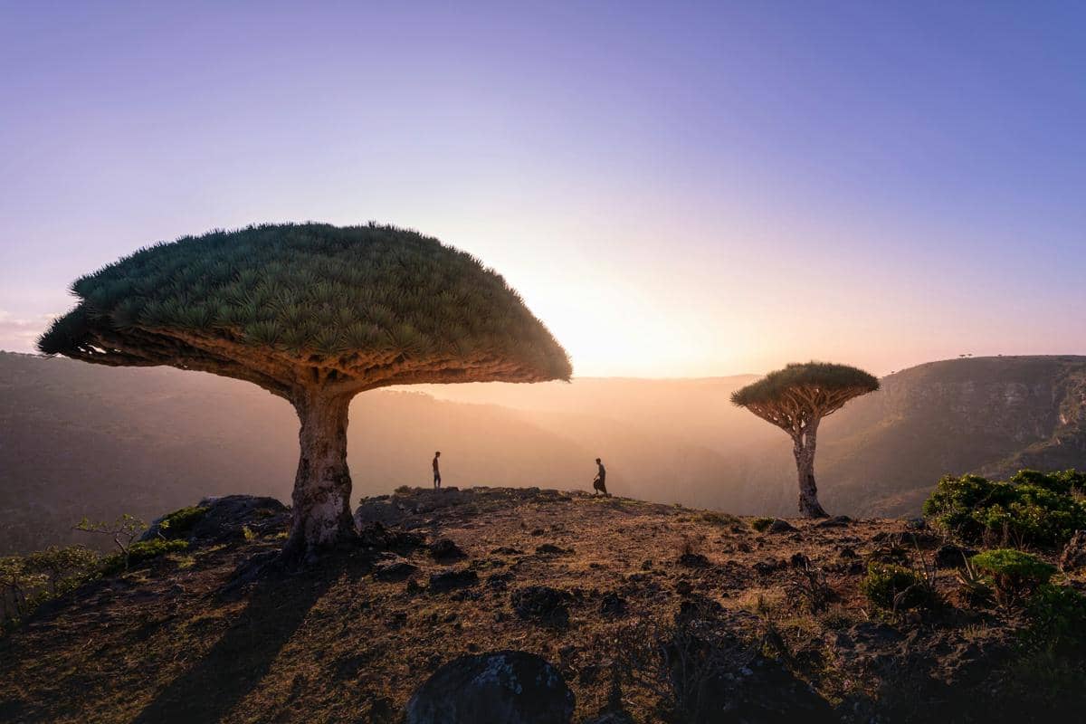 ilustrasi pohon endemik Socotra Island