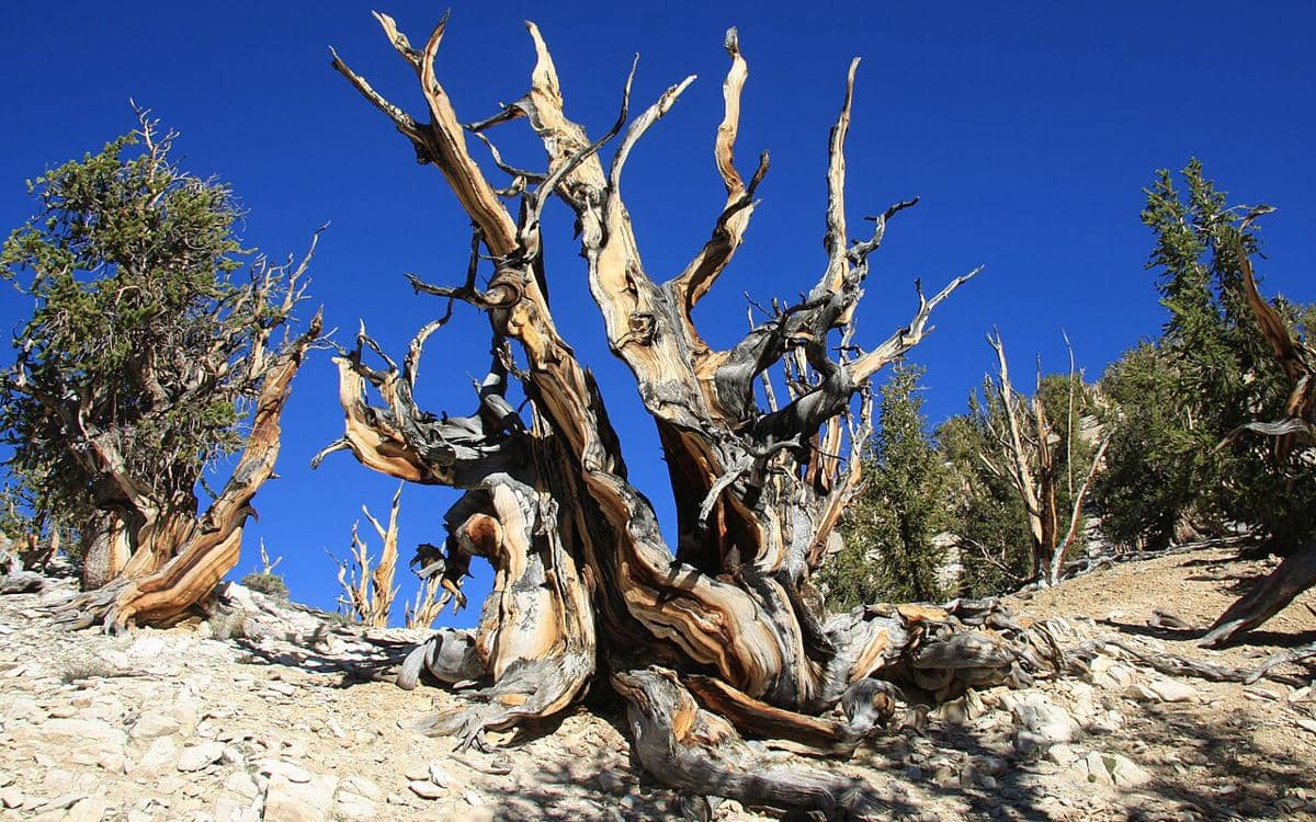 ilustrasi Pohon Pinus Bristlecone