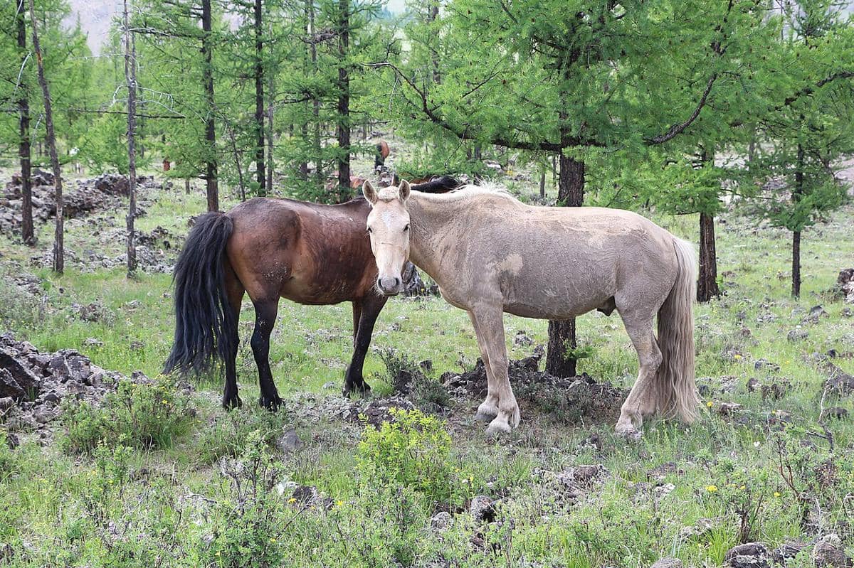 ilustrasi Hutan Khorgo, Mongolia