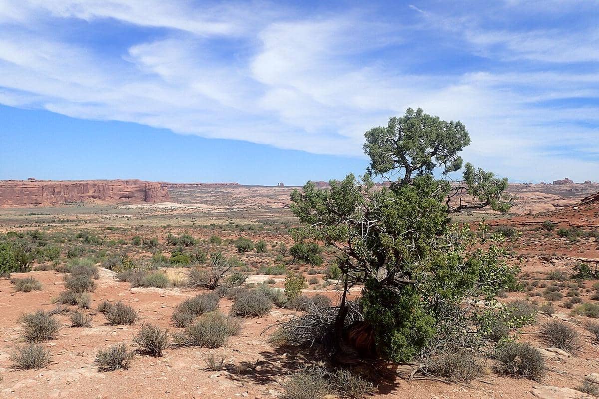 ilustrasi pohon Juniper Utah