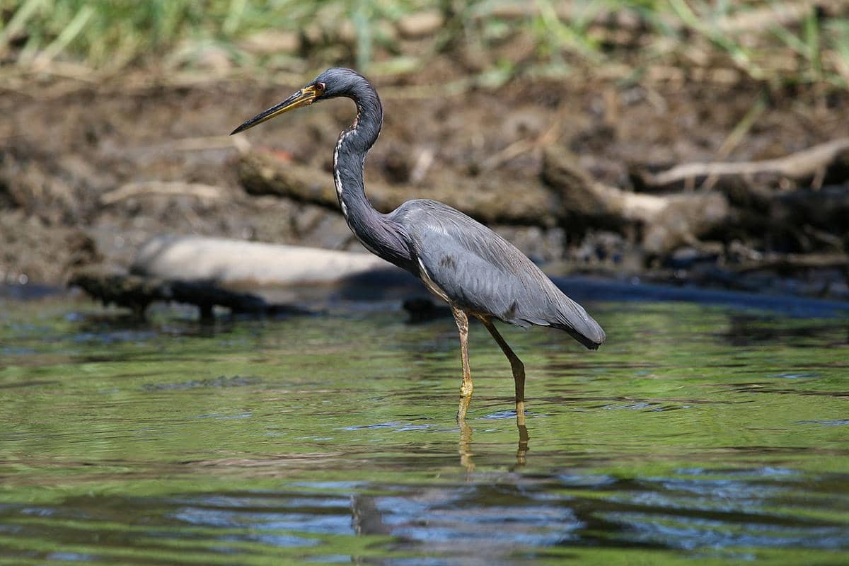 Tricolored Heron