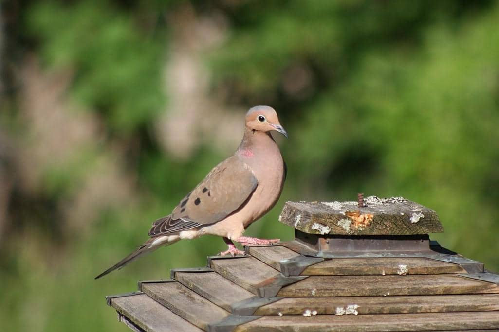 Mourning Dove