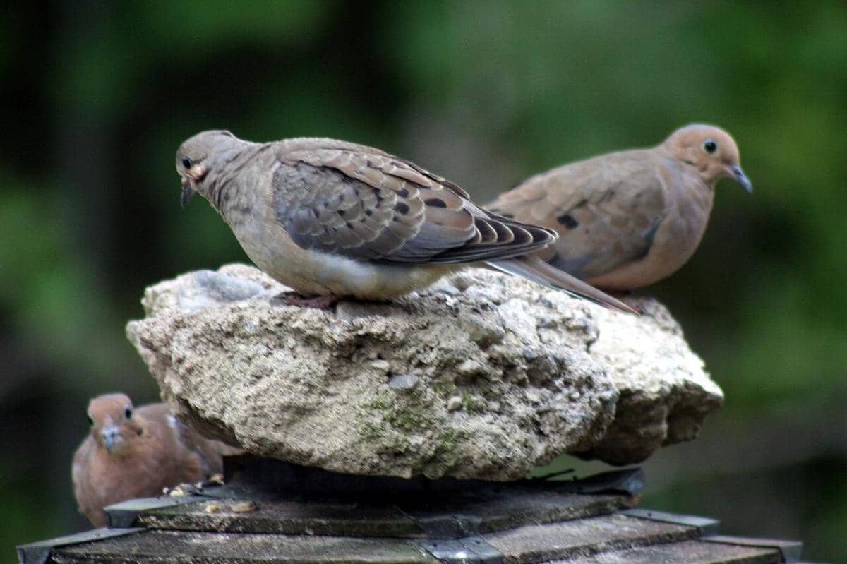Mourning Dove