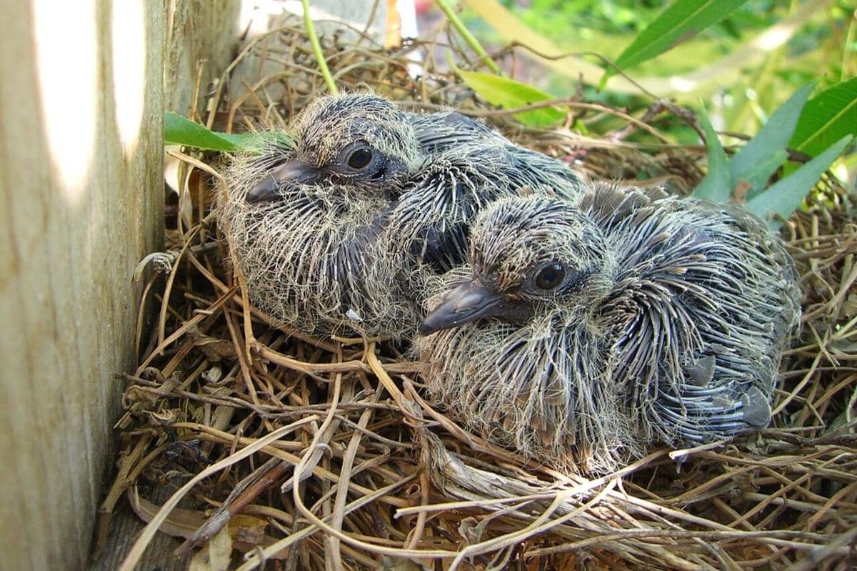 Anak Mourning Dove