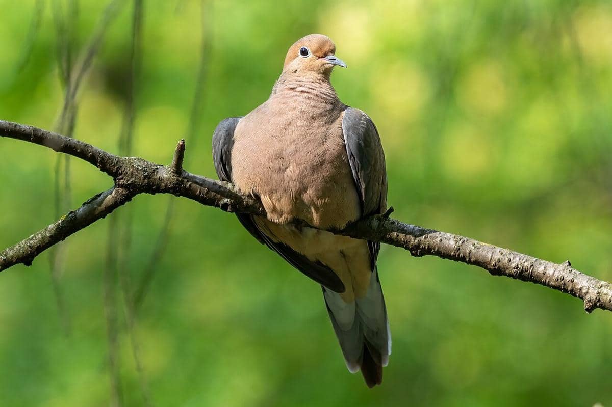 Mourning Dove