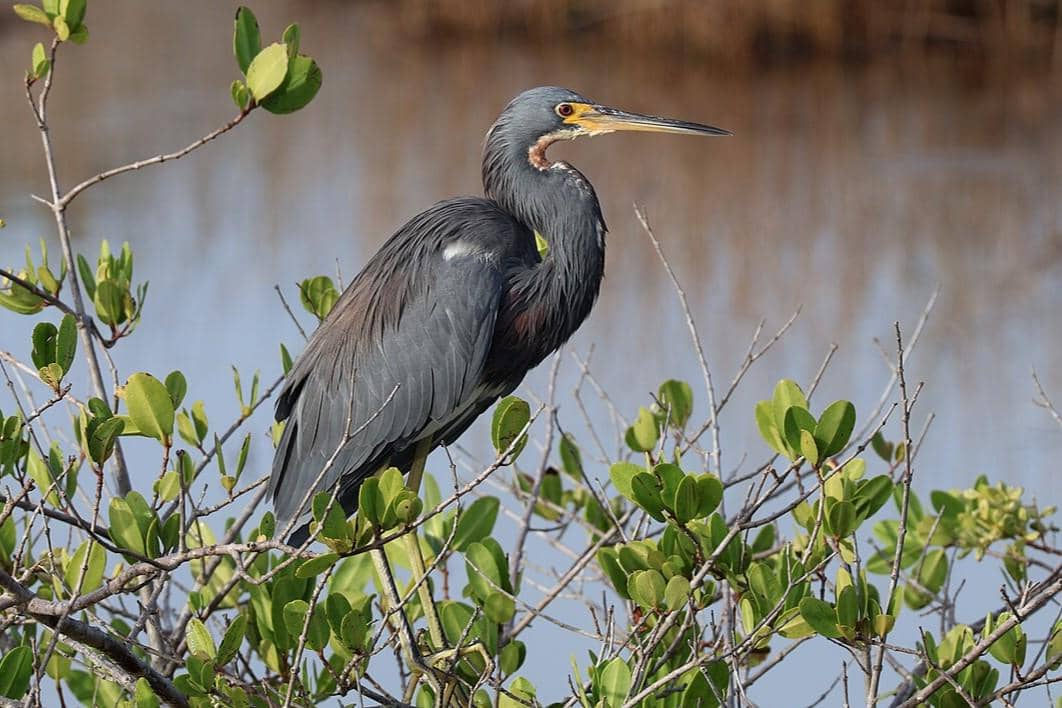 Tricolored Heron