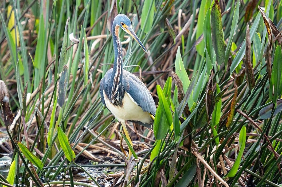 Tricolored Heron