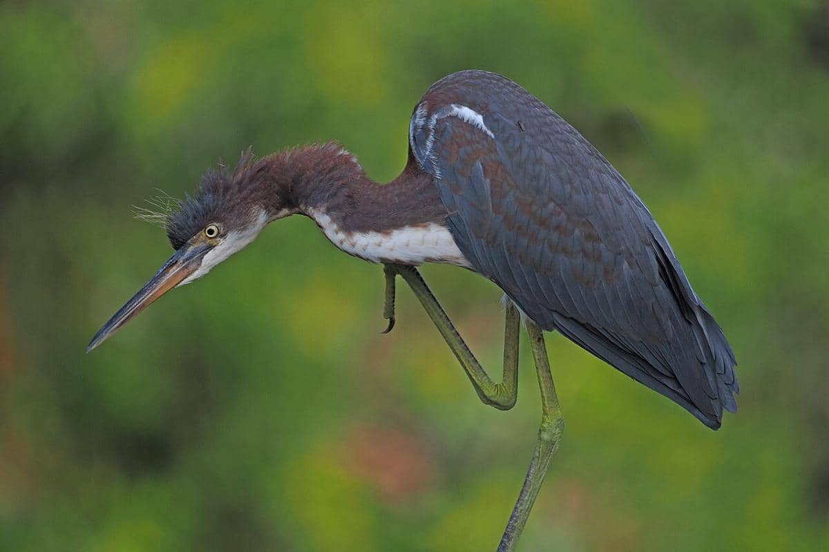 5 Fakta Tricolored Heron, Burung Air Eksotis Penghuni Lahan Basah