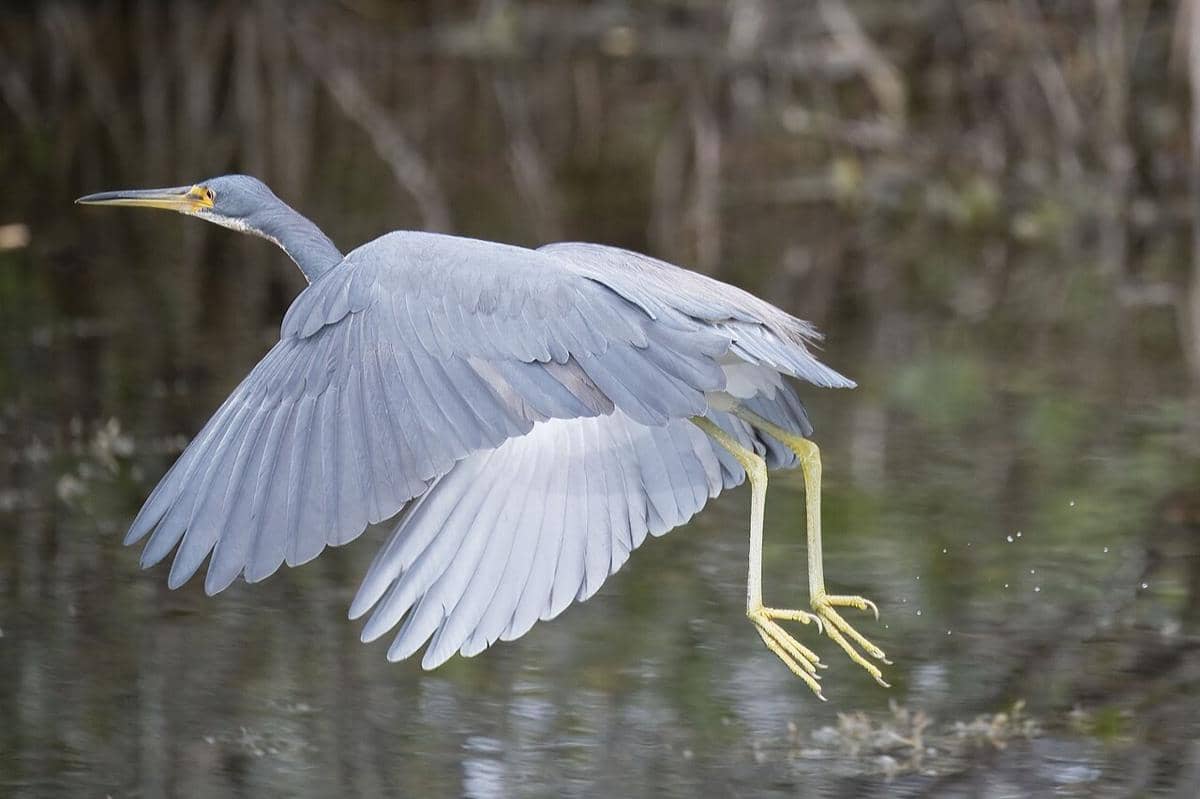 Tricolored Heron
