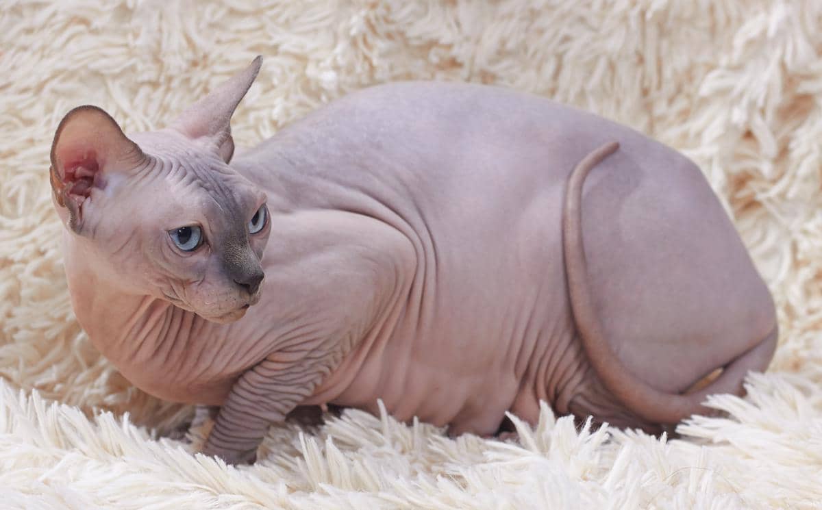 Sphynx