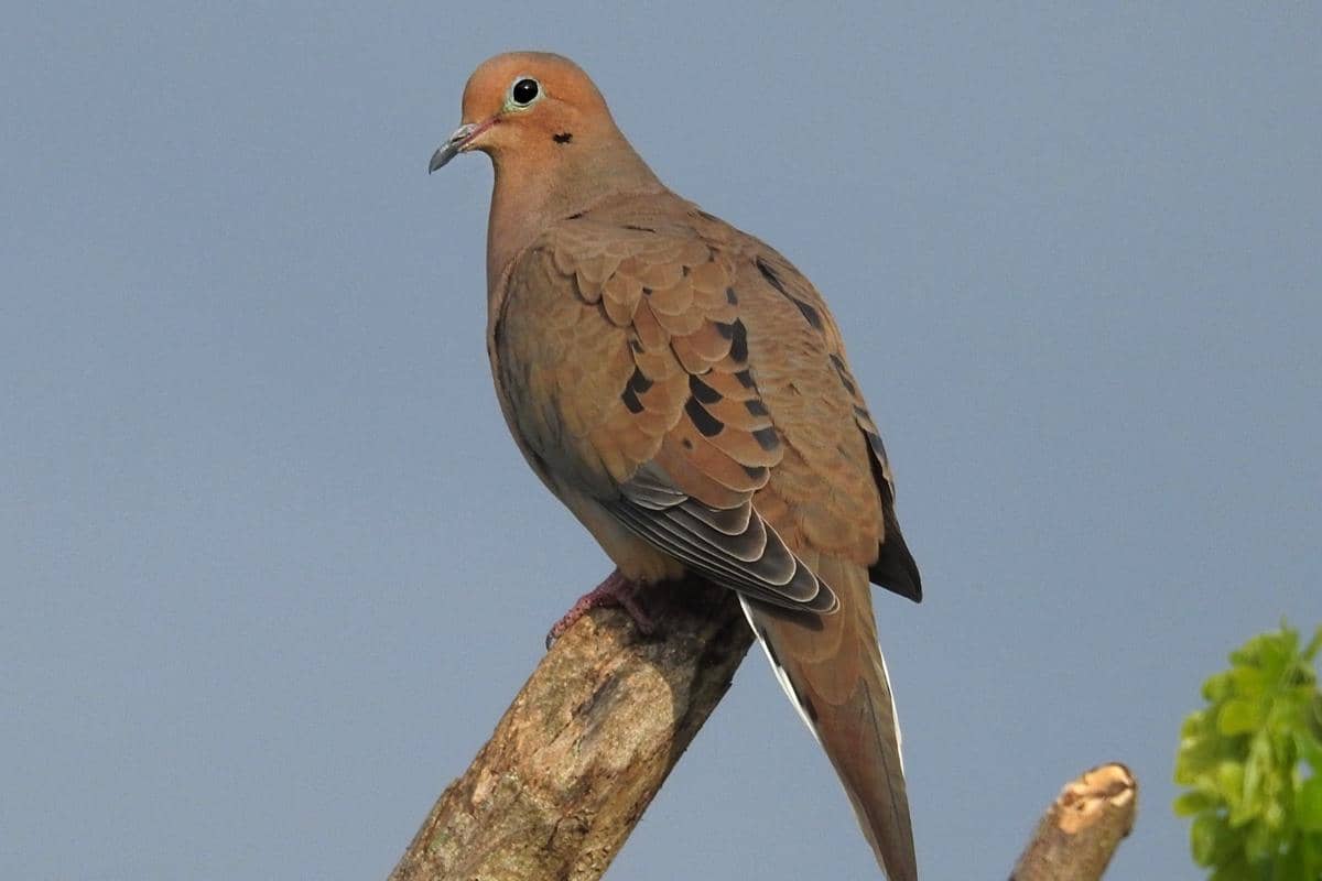 5 Fakta Mourning Dove, Merpati yang Dikenal dengan Kicauan Sedihnya