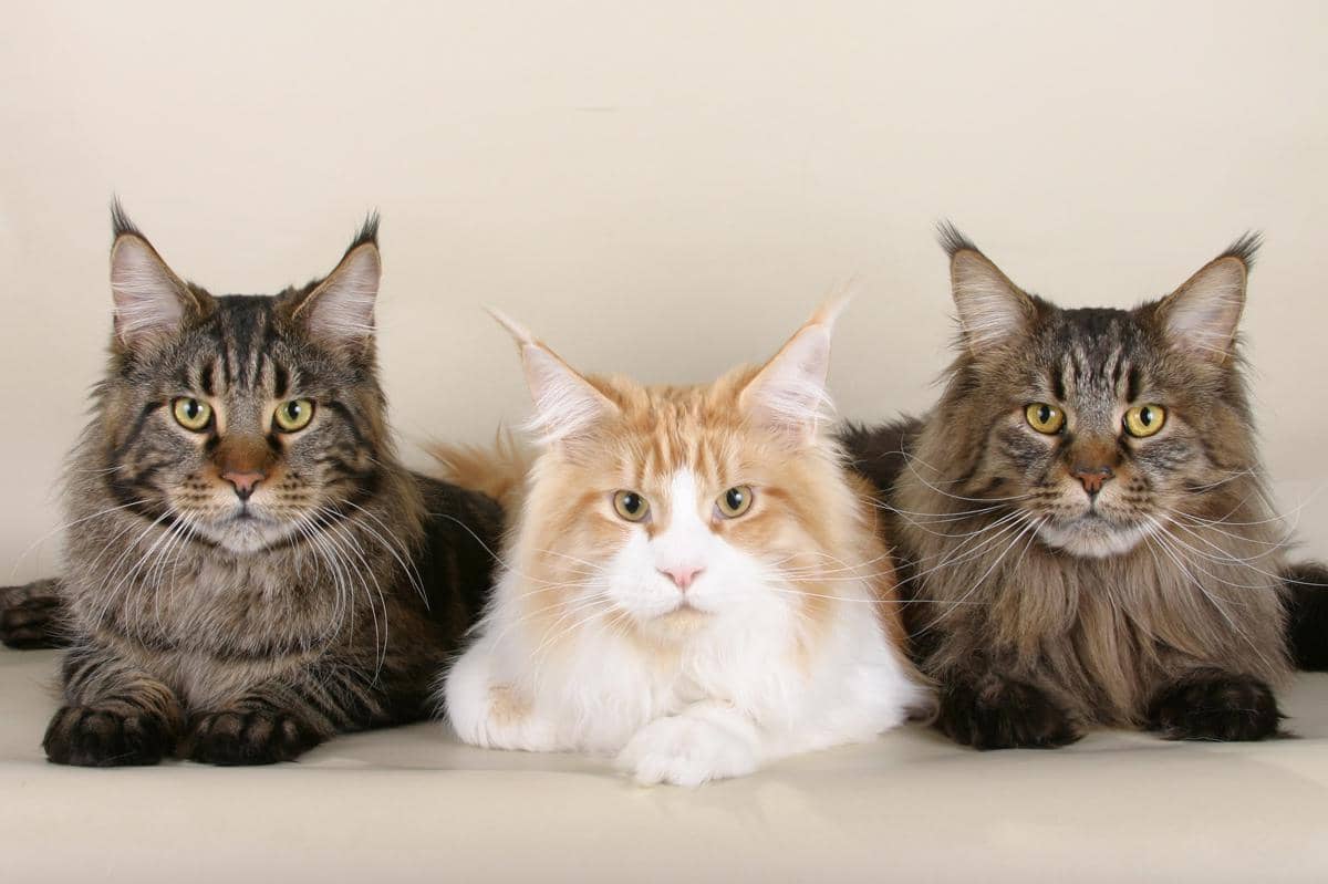 5 Ras Kucing yang Berasal dari Kucing Biasa, tapi Kini Menjadi Mahal