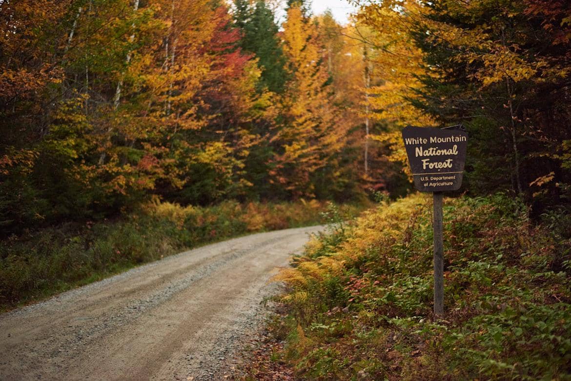 ilustrasi White Mountain National Forest