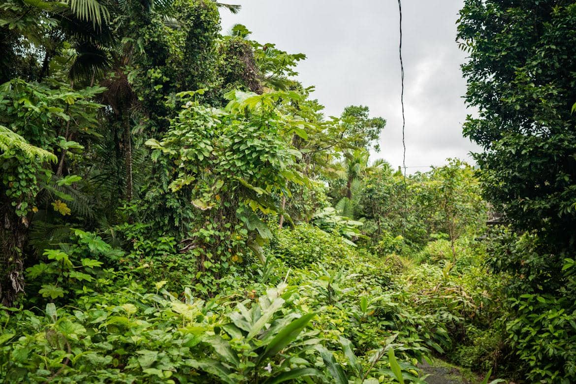 ilustrasi El Yunque National Forest