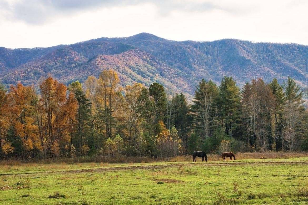 7 Hutan di Amerika Serikat yang Cantiknya Seperti Negeri Dongeng