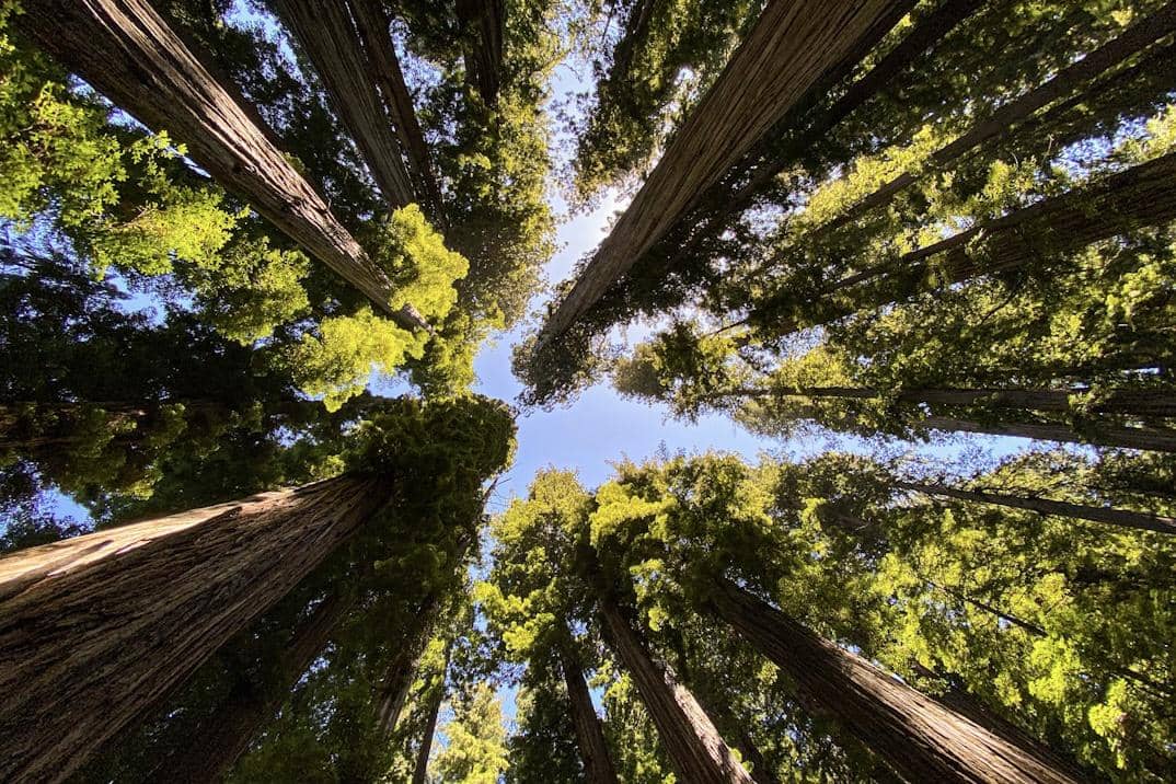 ilustrasi Redwood National and State Parks