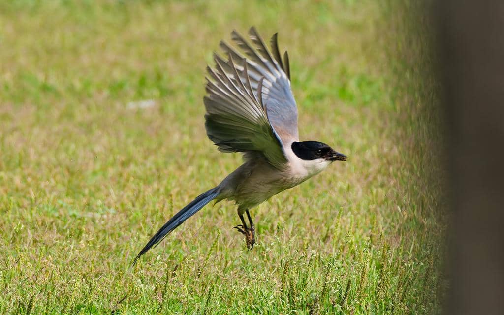 Burung Cyanopica cyanus