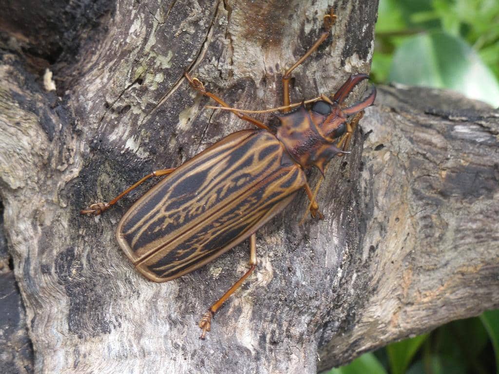 Kumbang Macrodontia cervicornis