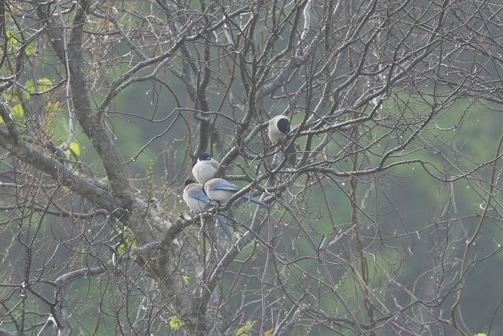 Burung Cyanopica cyanus