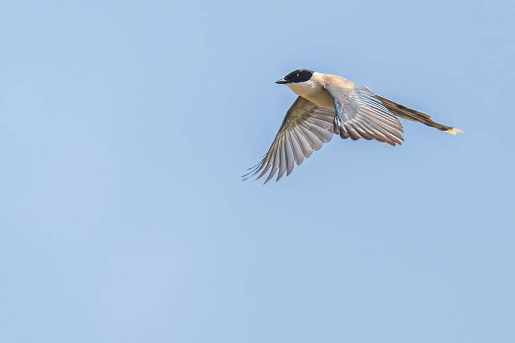 Burung Cyanopica cyanus