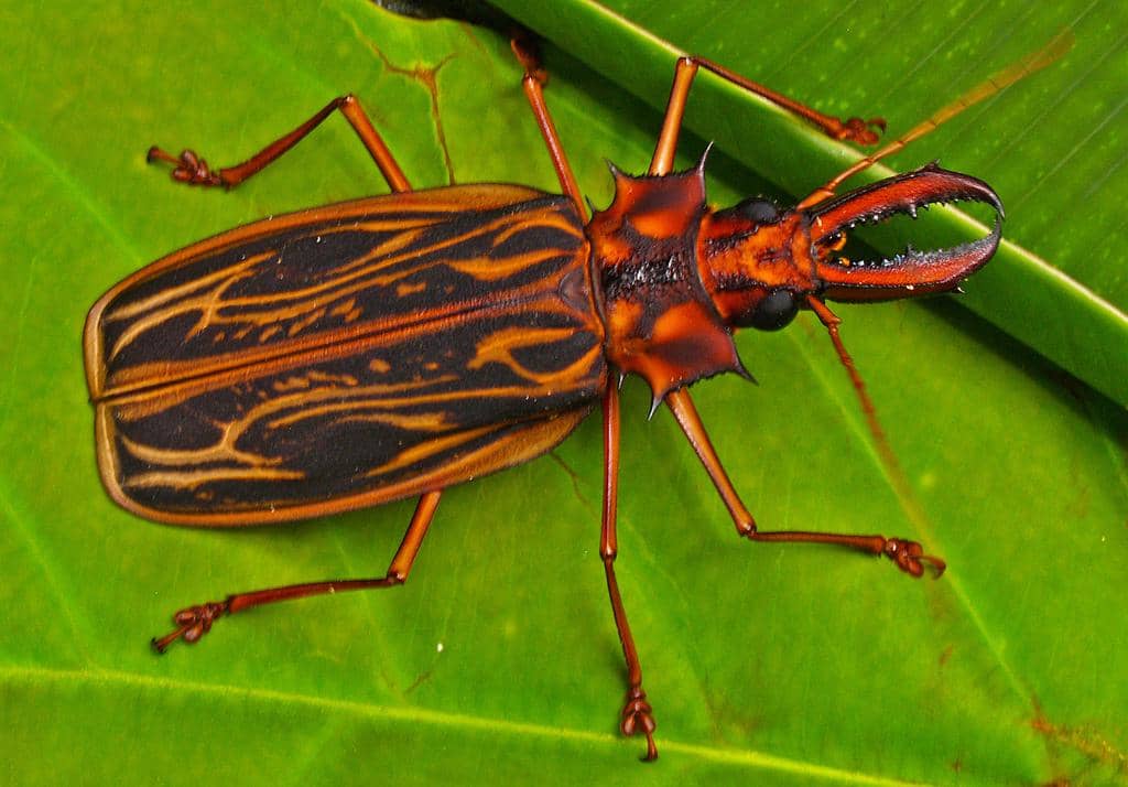 Kumbang Macrodontia cervicornis