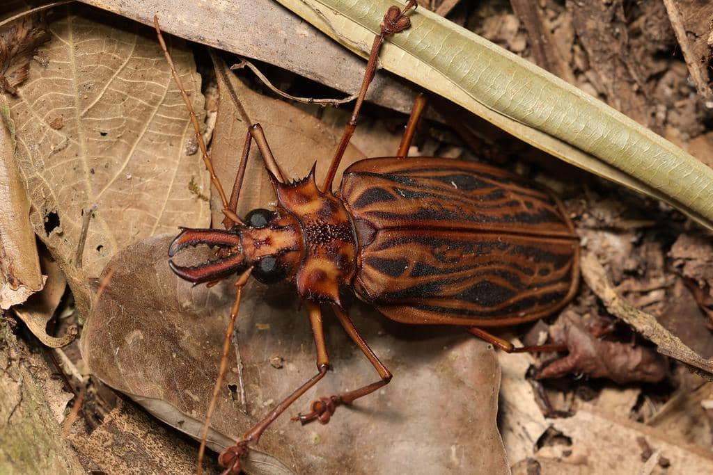 Kumbang Macrodontia cervicornis