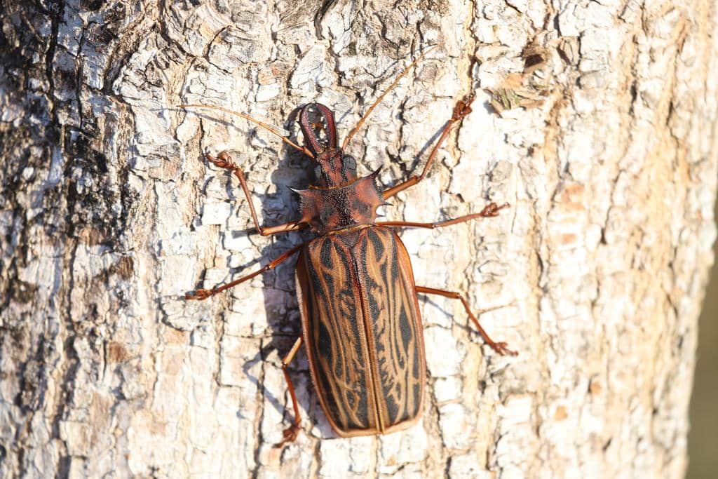 Kumbang Macrodontia cervicornis