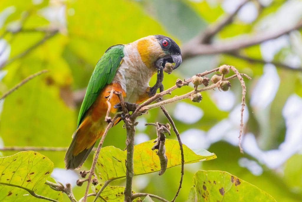 5 Fakta Black Headed Parrot, Burung Pintar yang Gemar Berpetualang