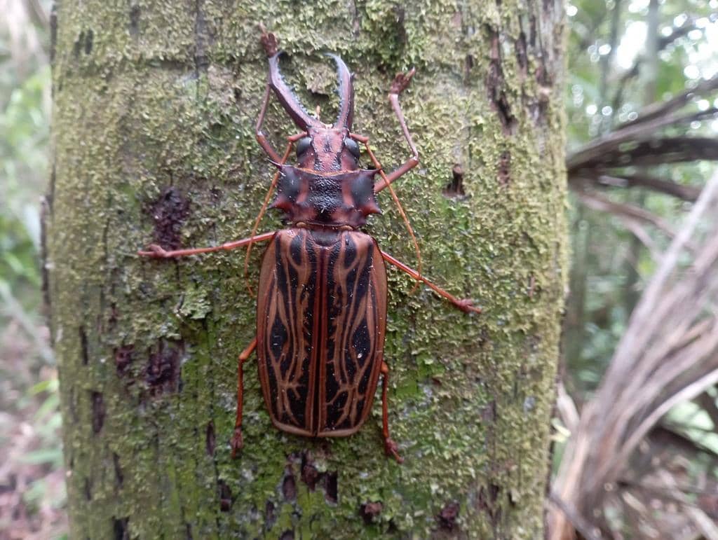 Kumbang Macrodontia cervicornis