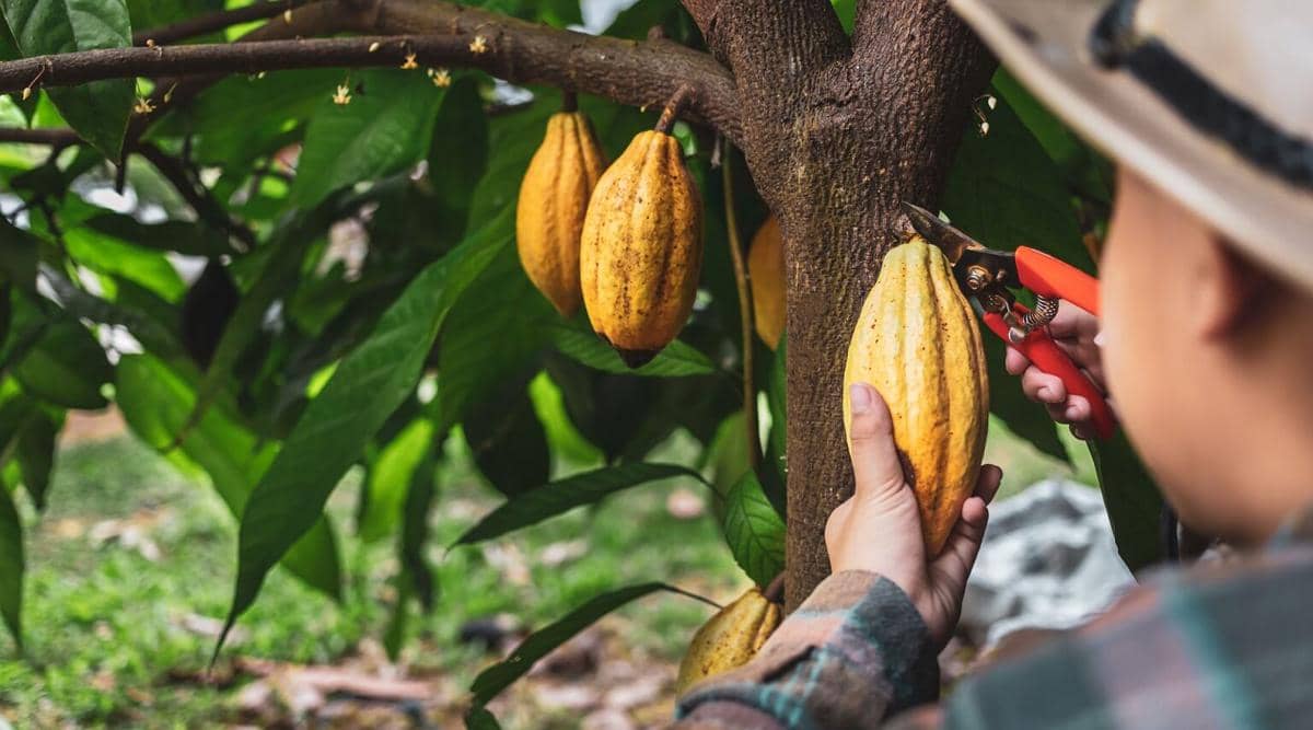 ilustrasi petani kakao, perkebunan, pertanian
