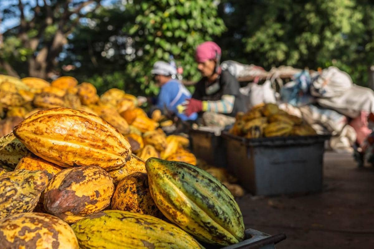 5 Perbedaan Cocoa dan Cacao, Mana yang Lebih Sehat Dikonsumsi Rutin?