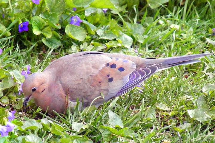 Mourning Dove