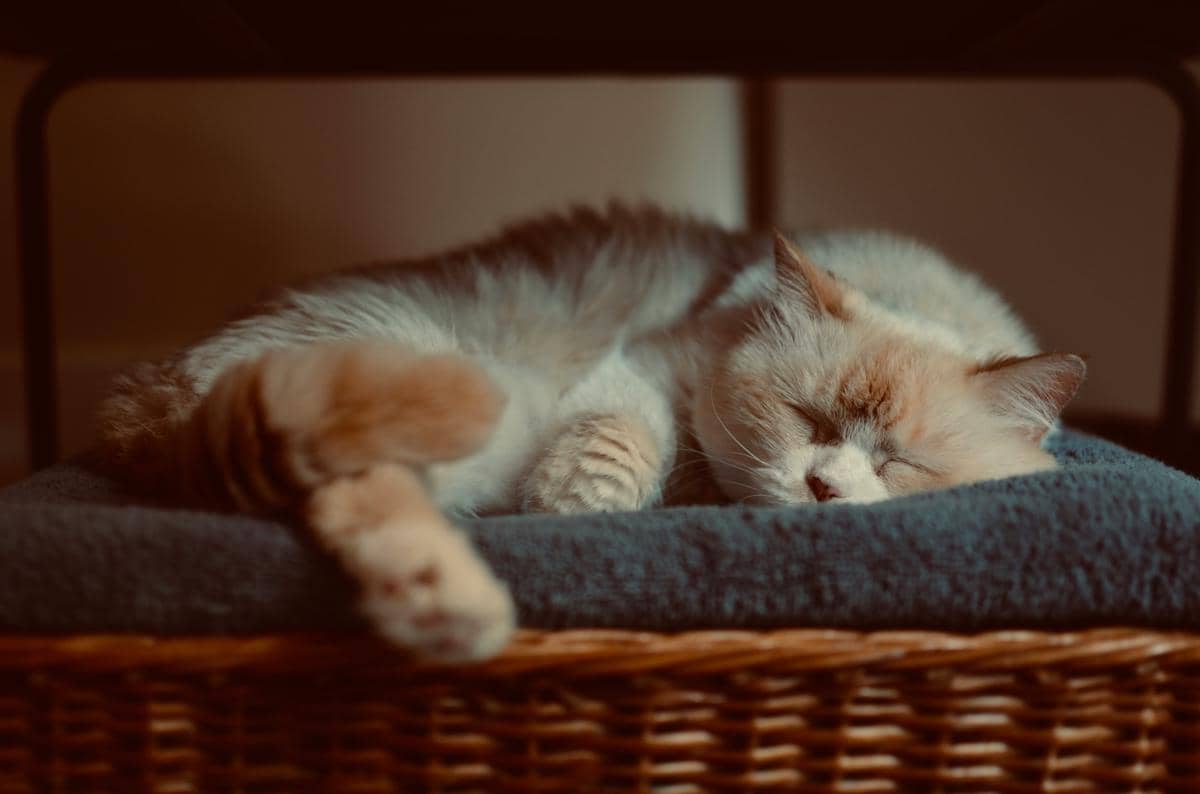 Kucing Persia.