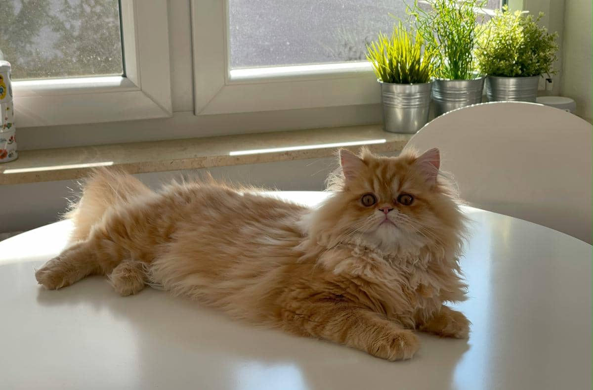 Kucing Persia.