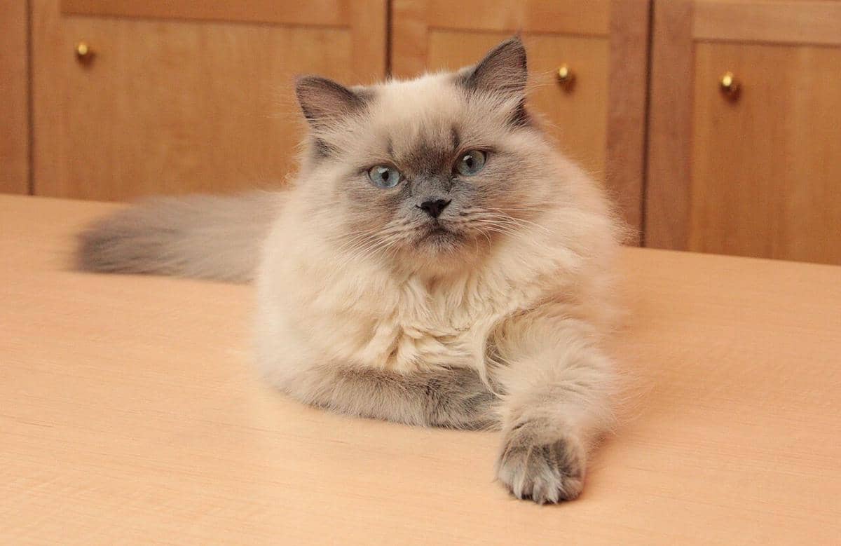 Kucing Himalaya.